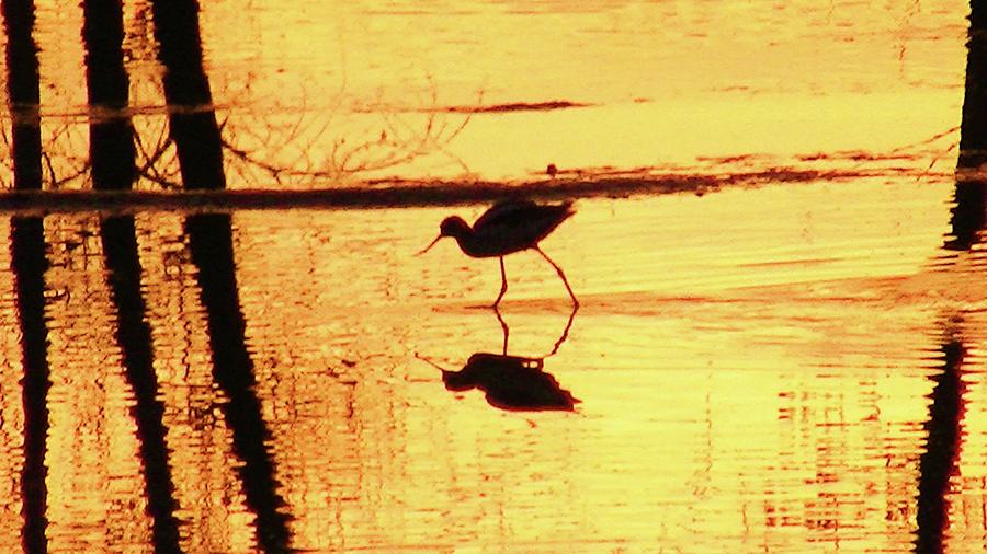 Sunset Water Bird Photograph by Darell Thorpe - Fine Art America