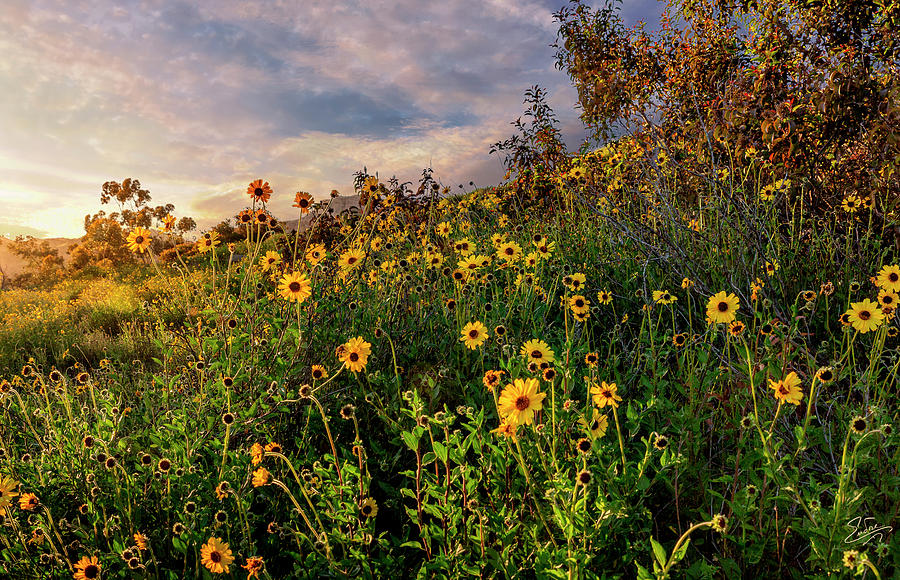 Sunset Wildflowers Photograph by Endre Balogh