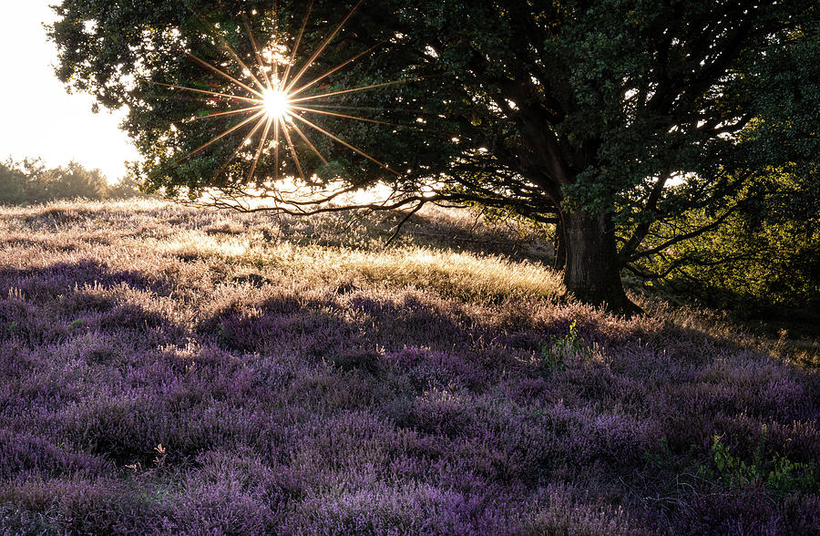 Sunset with heather by Dalibor Hanzal Sunset with heather by Dalibor Hanzal