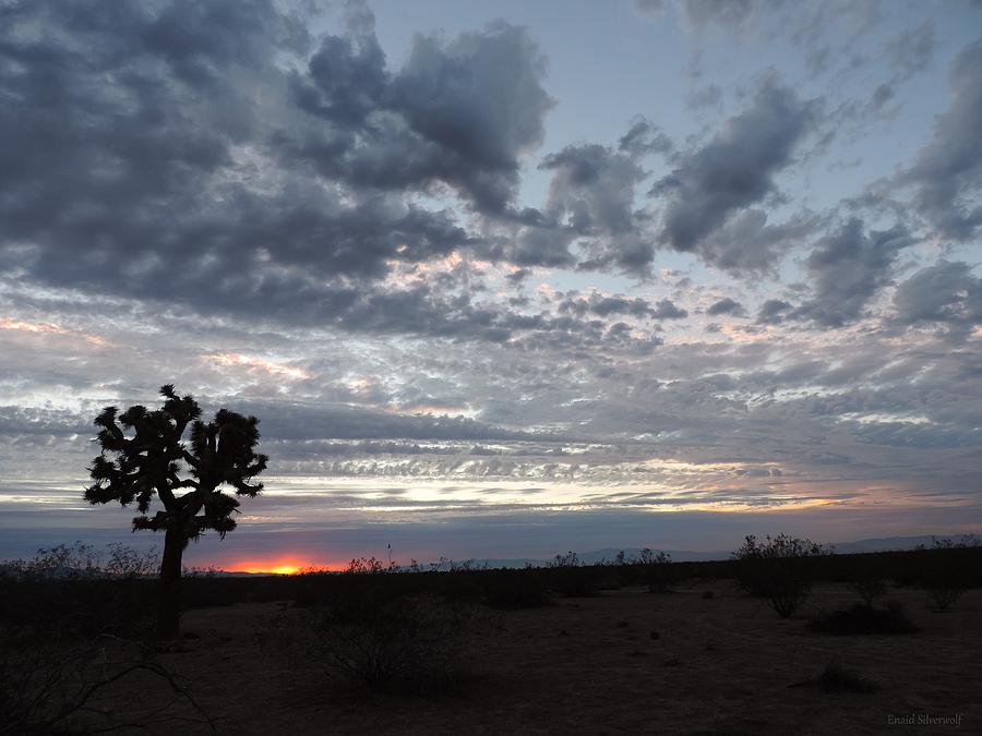 Sunset With Joshua Tree 8-6-2015 Photograph by Enaid Silverwolf