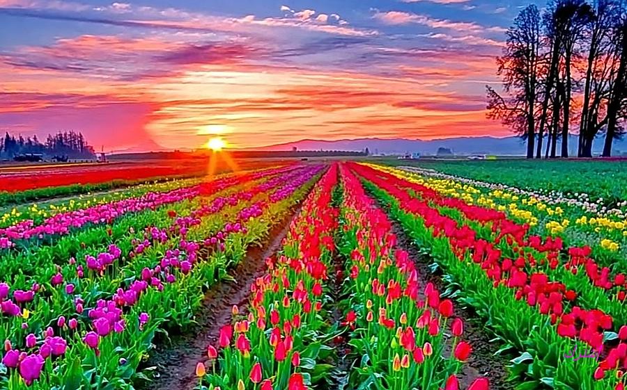 Sunset with Tulip flowers Photograph by Taher Nassar - Fine Art America