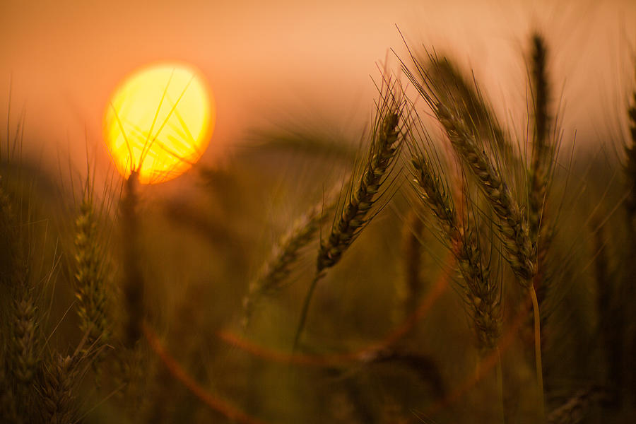 Sunset With Wheat Photograph by Higrace Photo