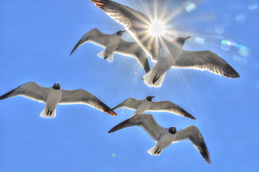 Sunshine and Seagulls Photograph by Charlotte Schafer