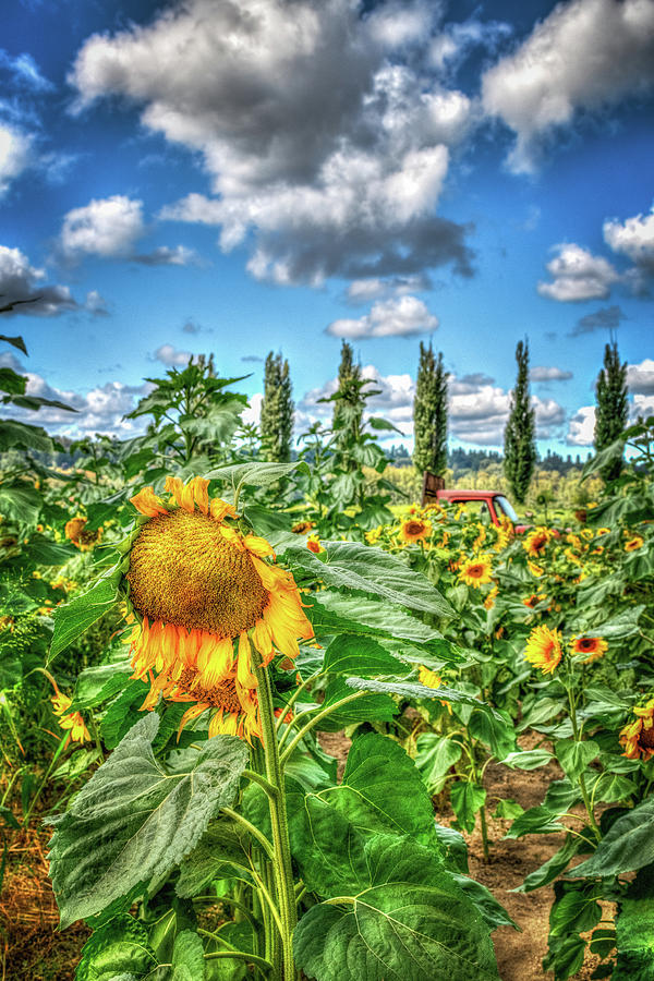 Sunshine and Sunflowers Photograph by Spencer McDonald