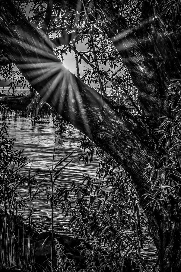 Black And White Photograph - Sunshine Between Foliage by Anita Vincze