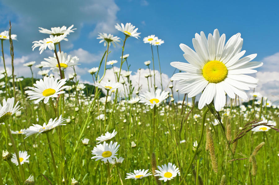 Sunshine Daisies Vibrant Wild Meadow Photograph by Fotovoyager