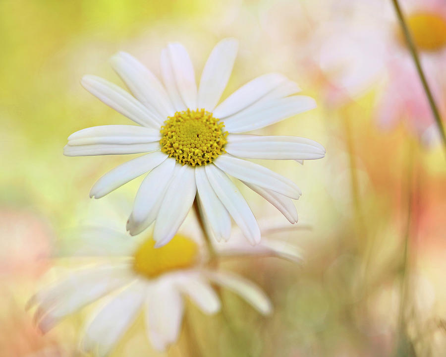Sunshine Flowers Photograph by Sharon Lapkin