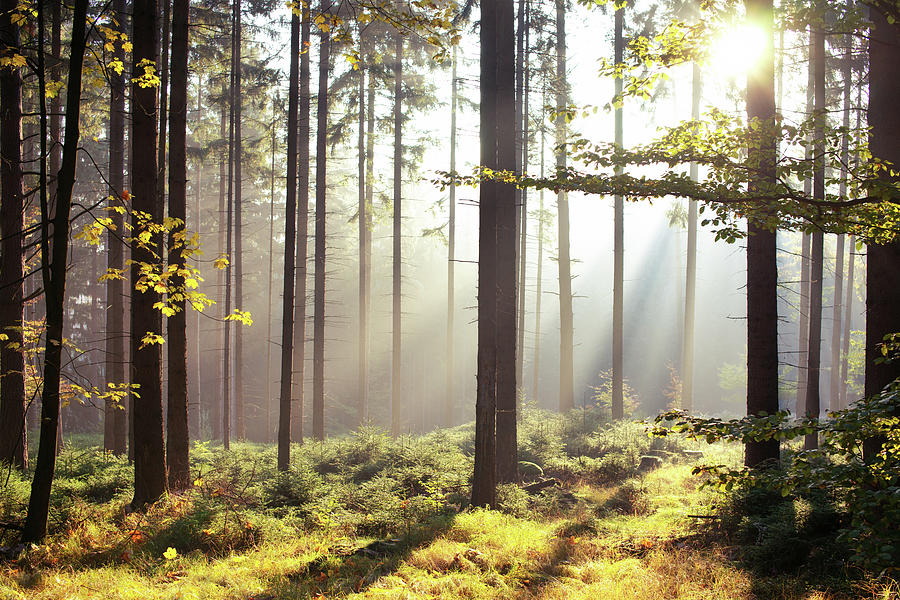 Sunshine Forest by Dennis Fischer Photography