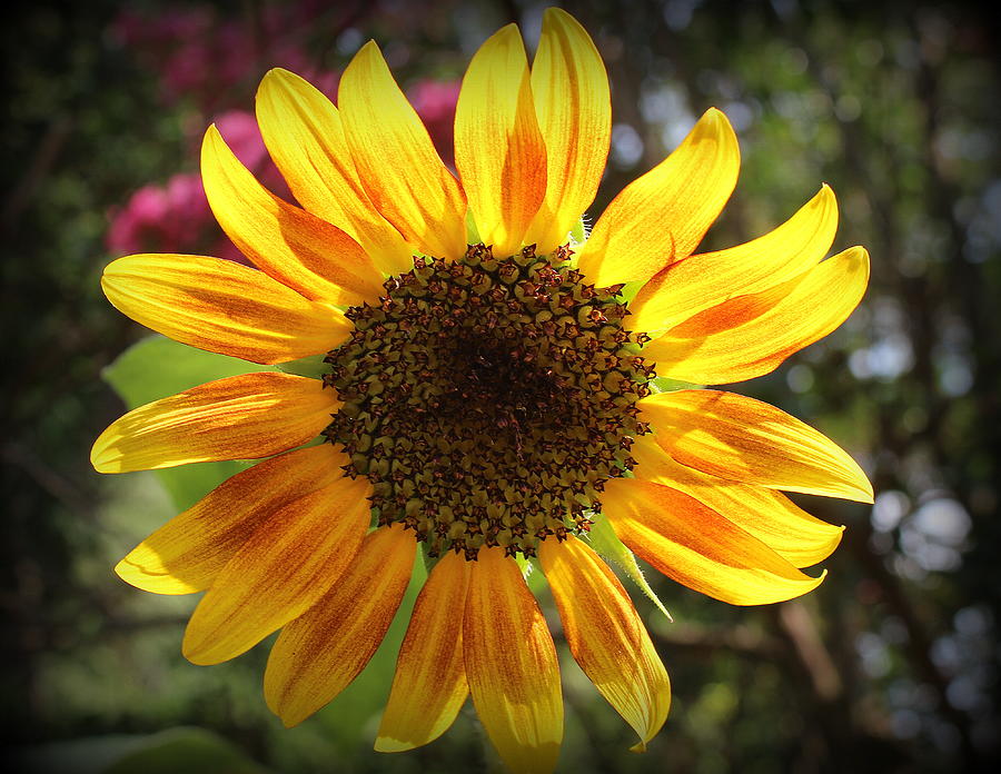Sunshine in the Garden - Sunflower Photograph by Dora Sofia Caputo