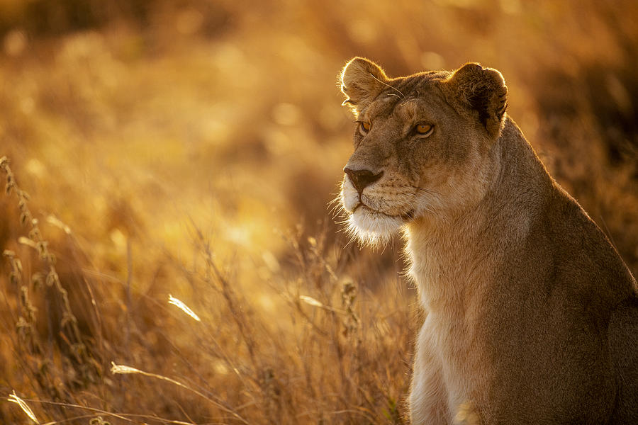 Wildlife Photograph - Sunshine by Mohammed Alnaser