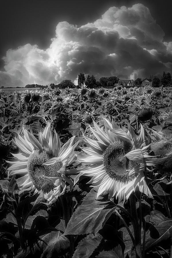 Sunshine on a Radiant Summer Day in Black and White Photograph by Debra and Dave Vanderlaan