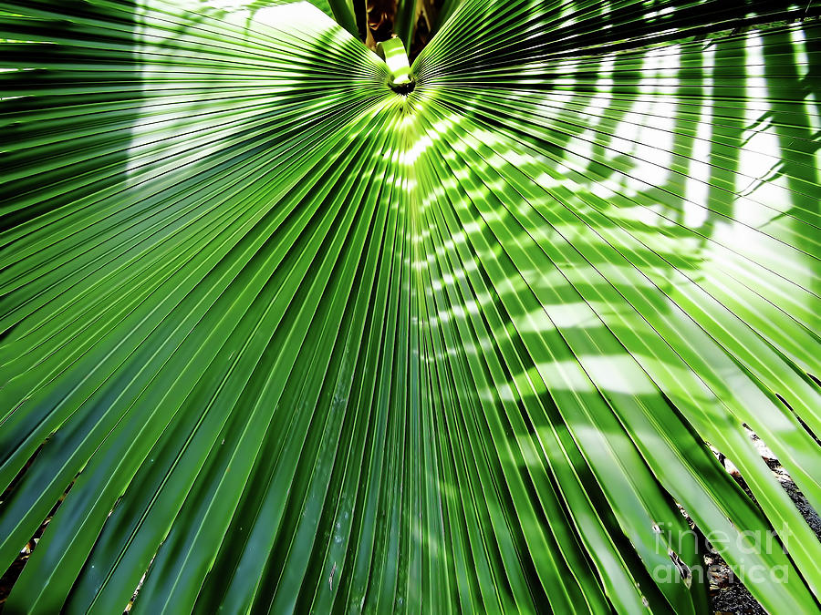 Sunshine On The Palm Frond Photograph by D Hackett