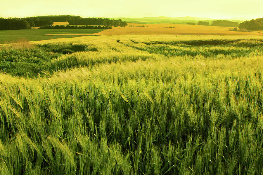 Sunshine Over A Wheat Field Photograph by Nikada