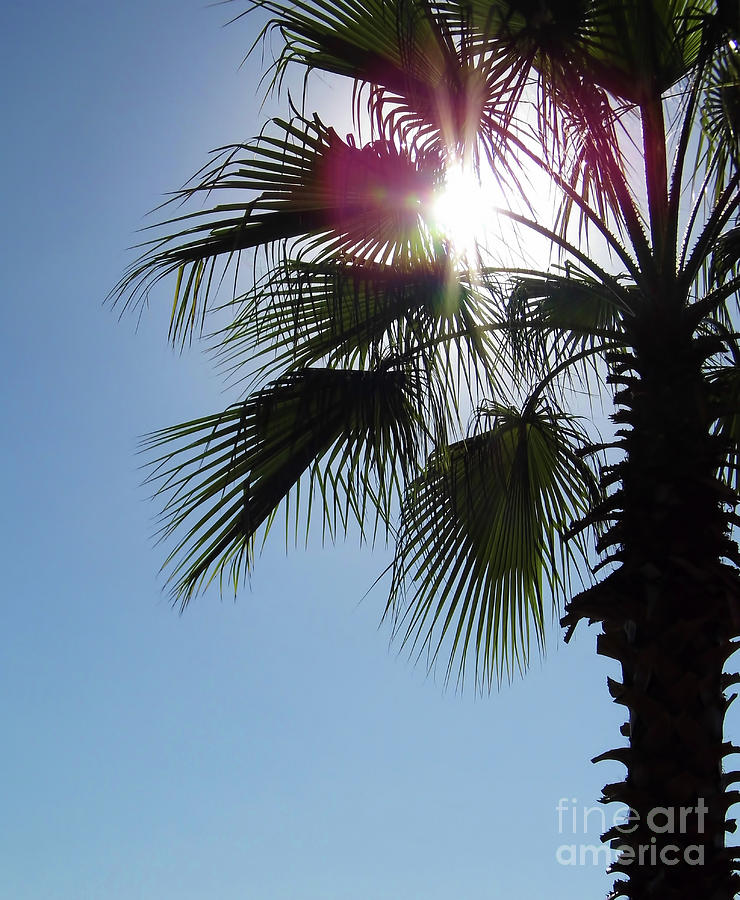 Sunshine Palm Photograph by D Hackett