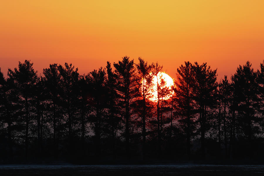 Sunshine Through Pines Photograph by Brook Burling