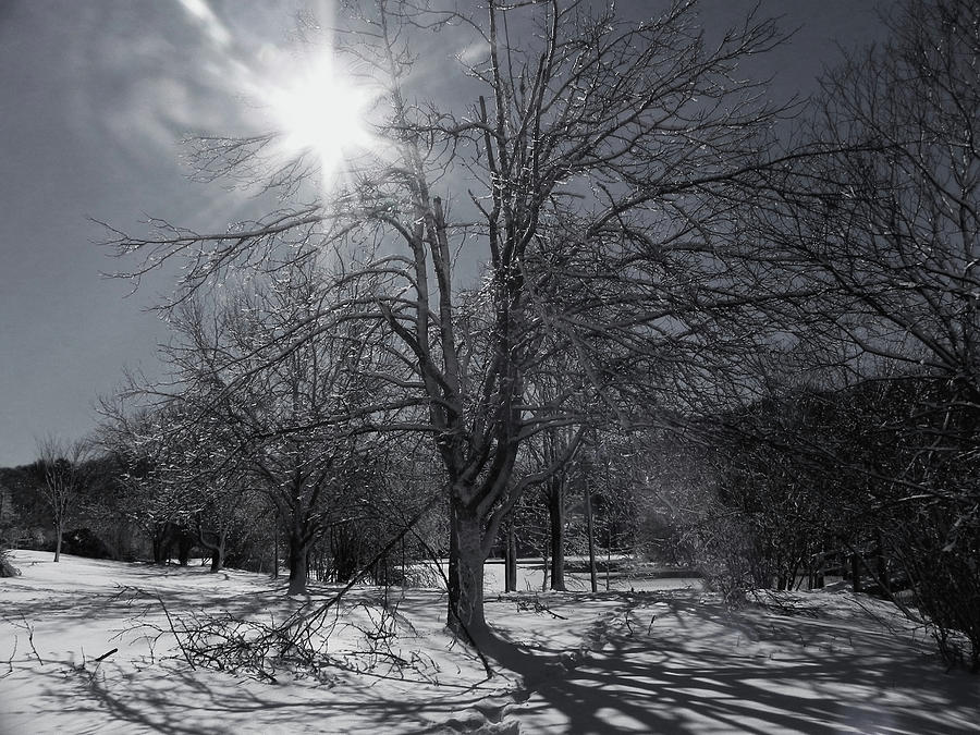 Sunshine Through The Trees Photograph by Kathleen Moroney