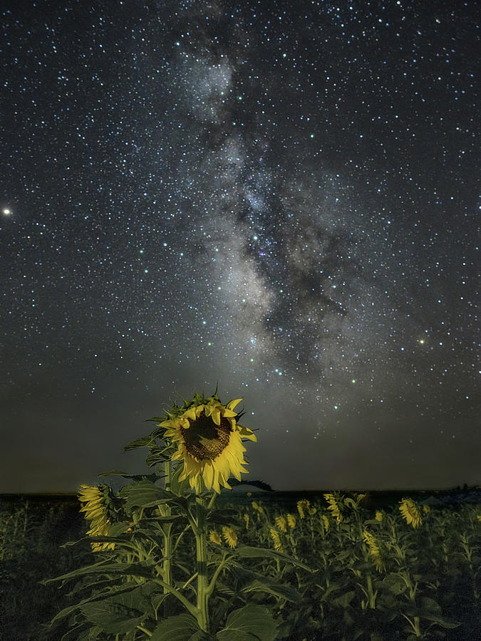 Sunshine Under the Stars Photograph by James Clinich