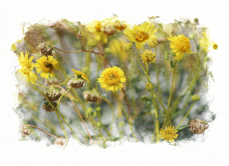 Sunshine Yellow Brittle Bush in Digital Watercolor  Photograph by Colleen Cornelius