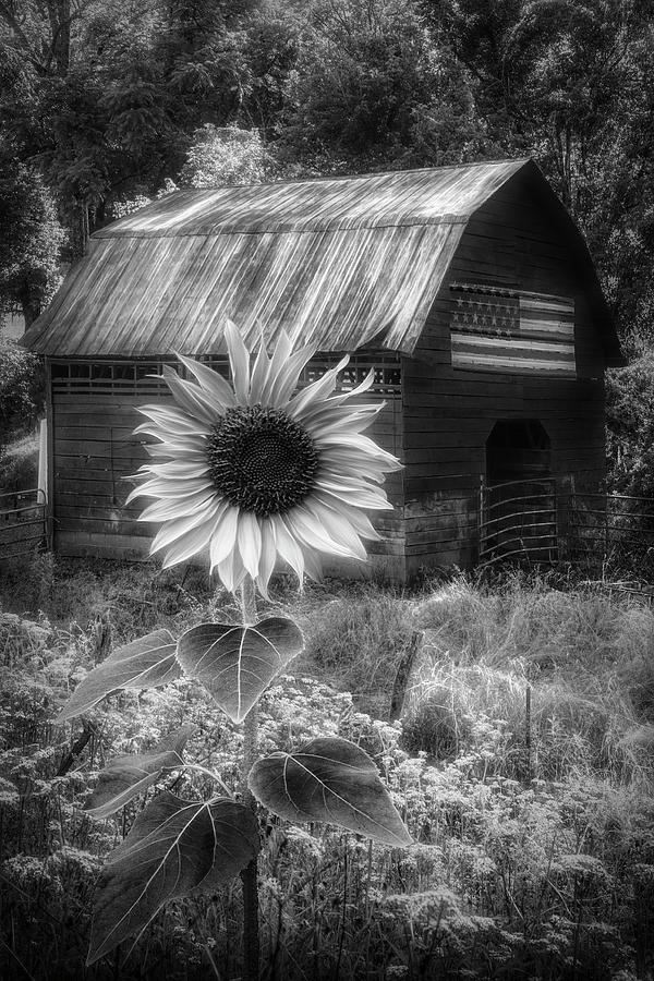Sunshiny Black and White Photograph by Debra and Dave Vanderlaan
