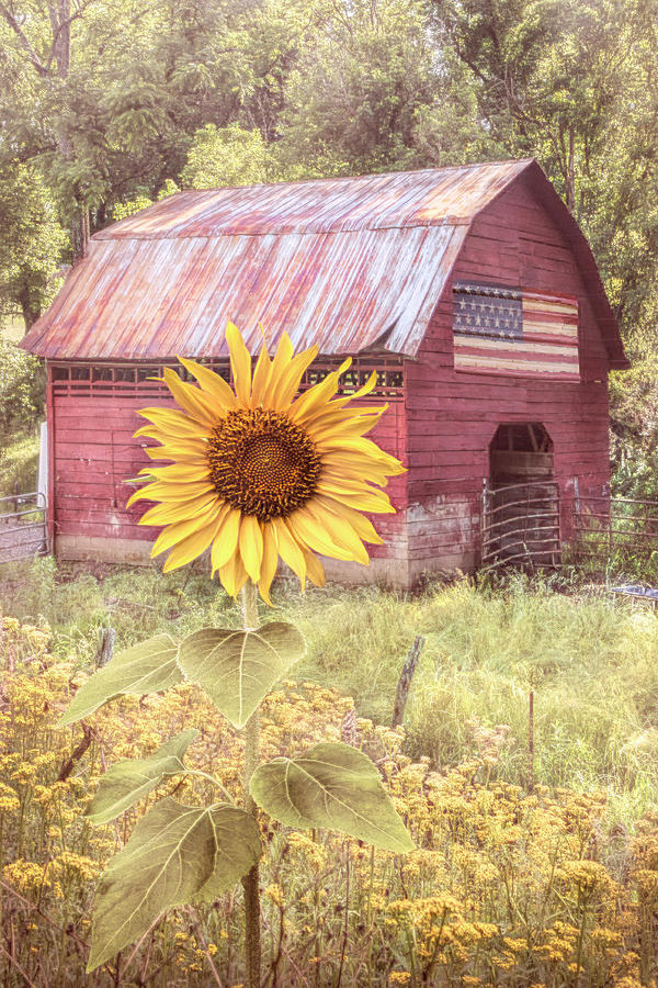 Sunshiny Country Colors Photograph by Debra and Dave Vanderlaan