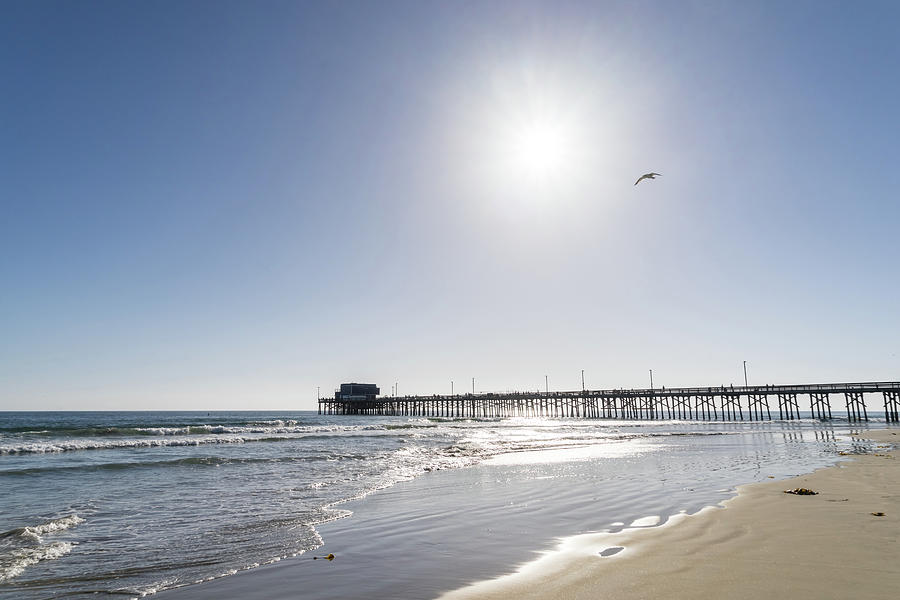 Sunshiny SoCal Beachscape with Bird - Newport Beach Pier Orange County California Photograph by Georgia Mizuleva