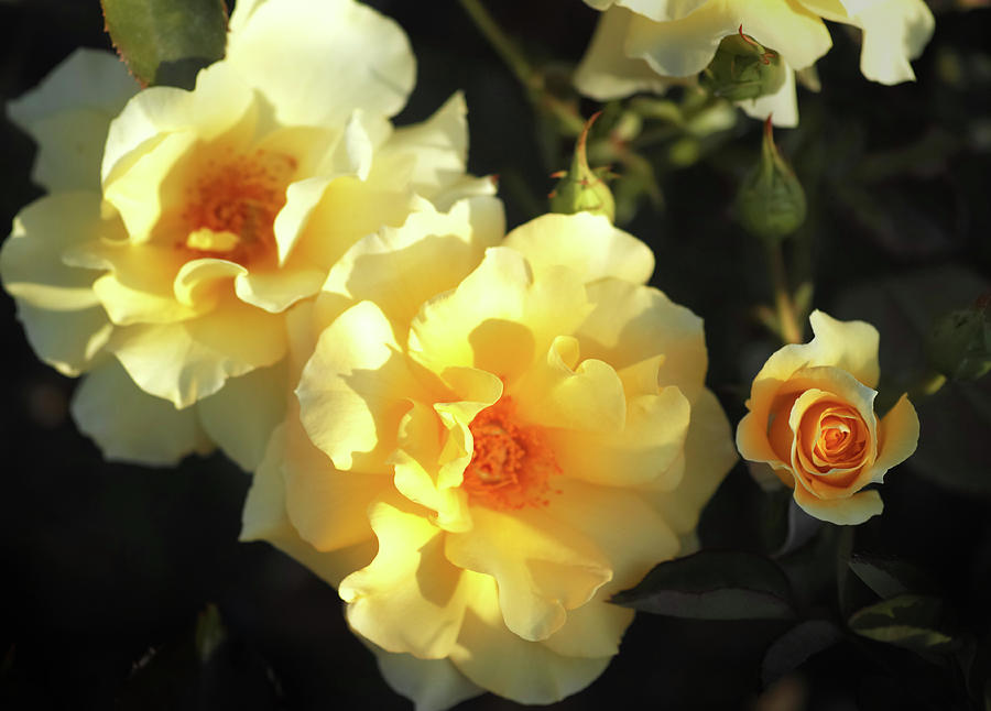 Sparkling Sunsprite Roses Photograph by Jane Loomis | Fine Art America