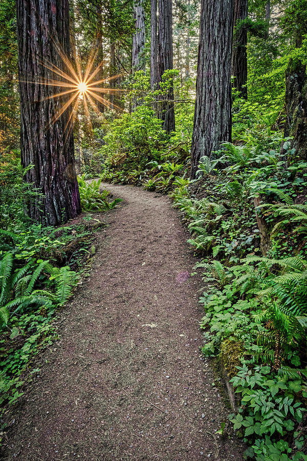 Sunstar in the Redwood Forest Photograph by Stuart Litoff