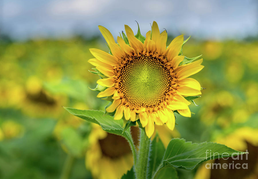 Sunflower Photograph - Suntlowers by Cathy Donohoue