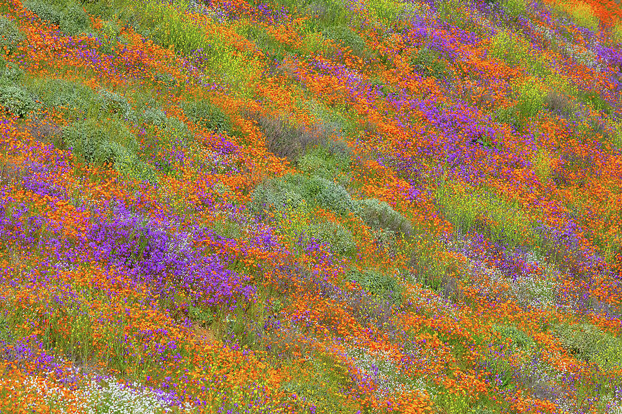 Mountain Photograph - Super Bloom 2 by Brian Knott Photography