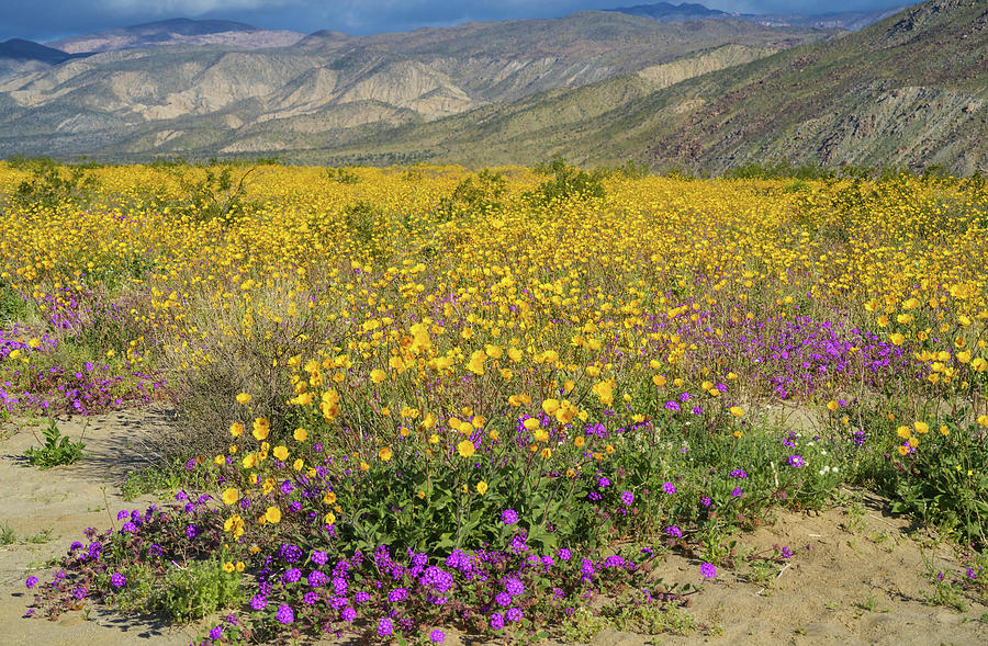 Super Bloom 2019 Photograph by Michael Lustbader - Pixels