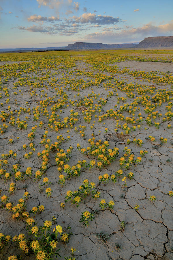 Super Bloom near Factory Butte Photograph by Ray Mathis