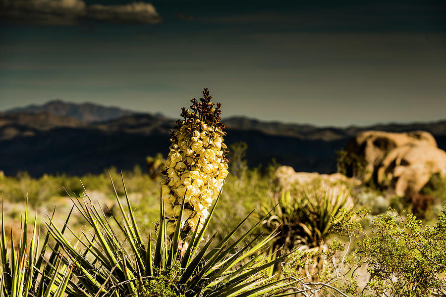 Super Bloom Paradise Joshua Tree 7452 Photograph by Neptune Amyn Nasser Photographer
