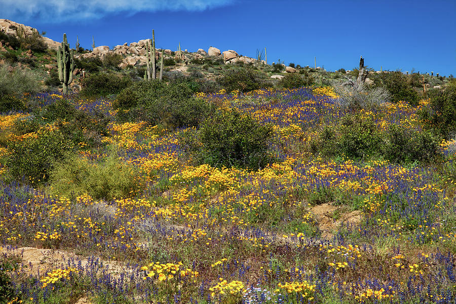 Super Bloom by Rick Furmanek Super Bloom by Rick Furmanek