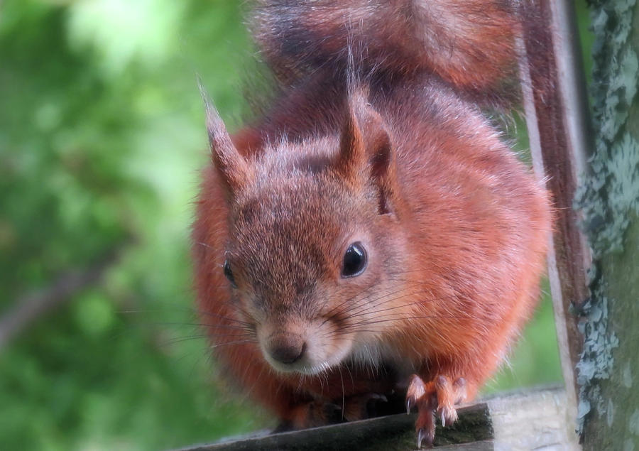 Super Cute House Squirrel Closeup Photograph by Johanna Hurmerinta
