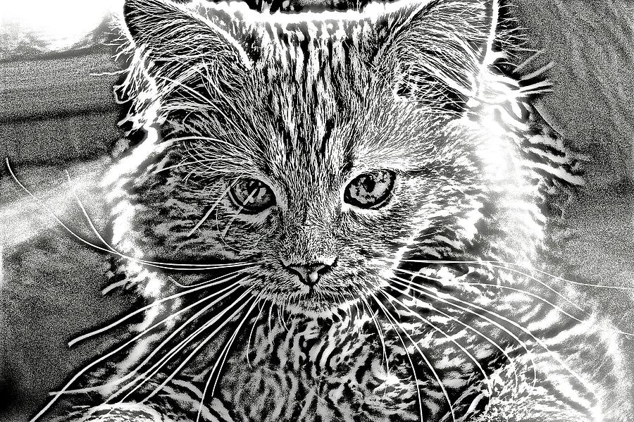 Super Duper Cat Black and White Digital Art by Don Northup