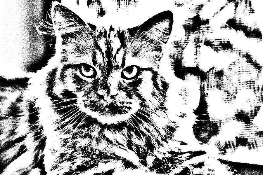 Super Duper Cat Drawing Digital Art by Don Northup