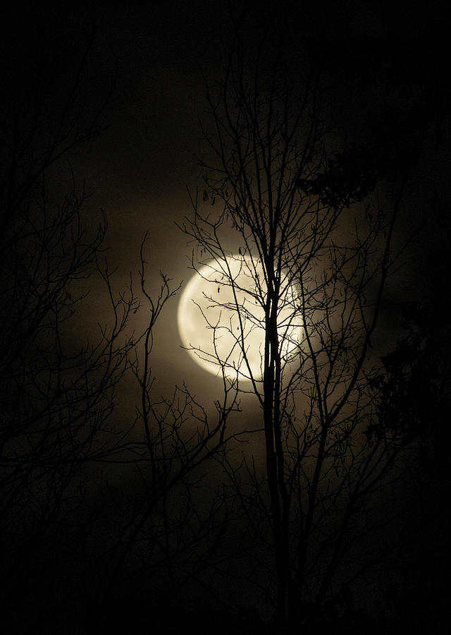 Super Moon Rise Photograph by Teresa Herlinger