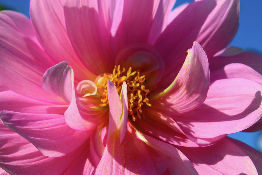 Super Pink Dahlia Photograph by Cathy Anderson