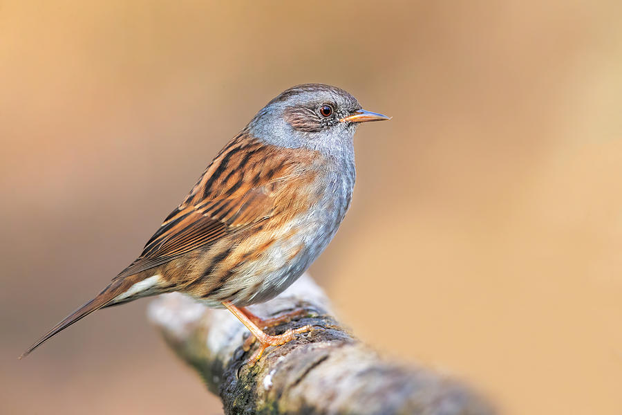 Super Sparrow Photograph By Marco Gentili