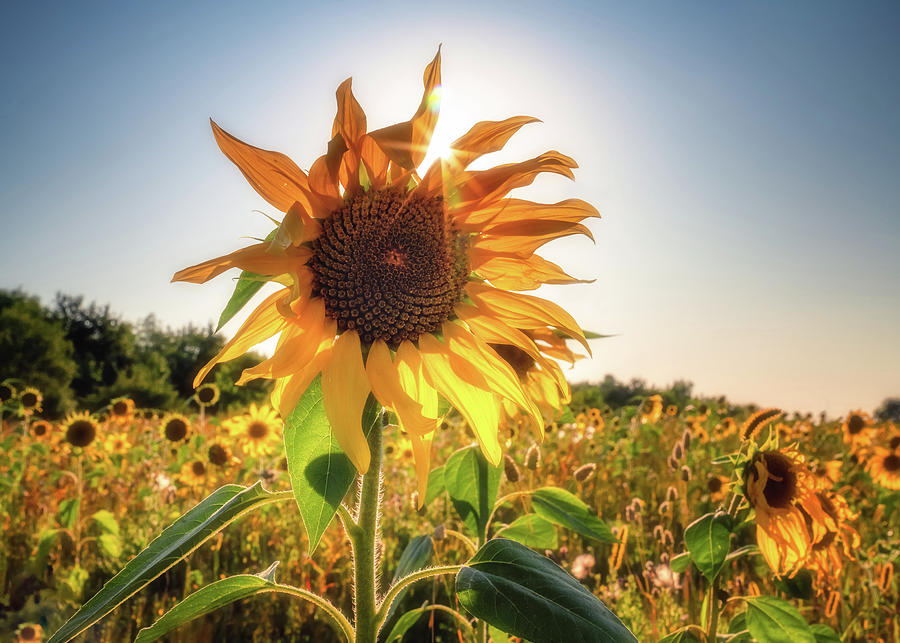Super Sunflower Sunset Photograph by Framing Places