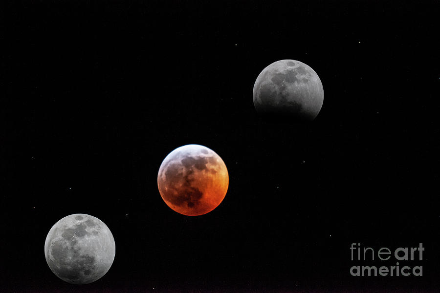 Wolves Photograph - Super Wolf Blood Moon Lunar Eclipse by Dale Powell