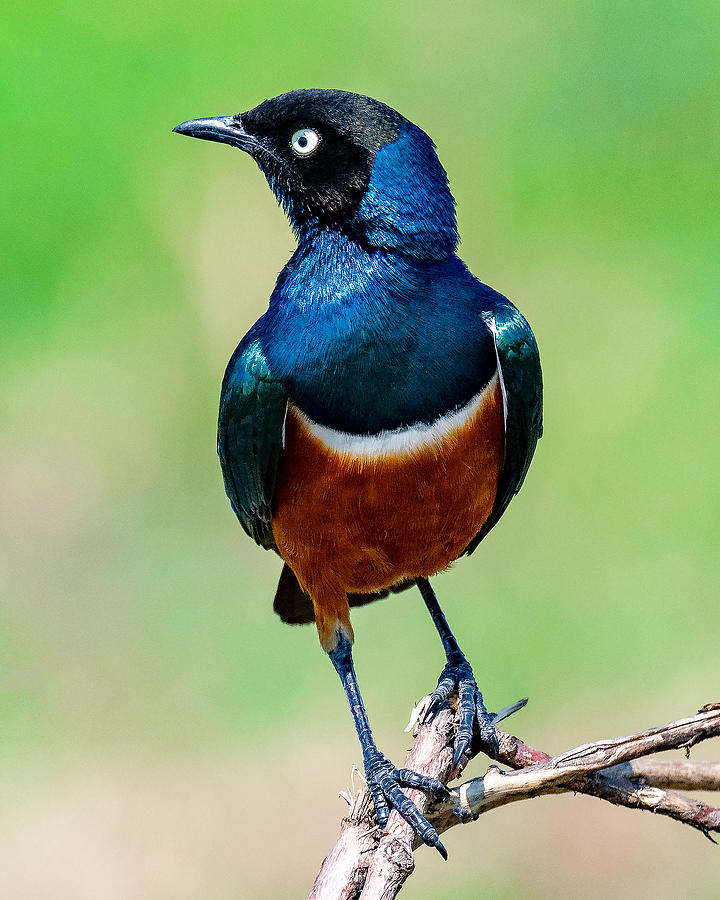 Superb Starling Photograph by Ahmed Elsheshtawy