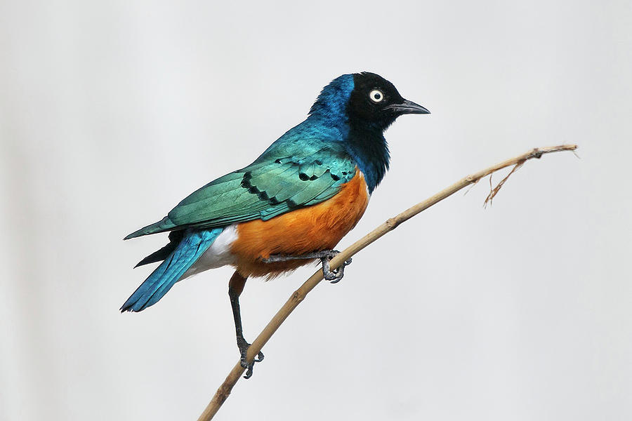 Superb Starling Photograph by Ryan Courson Photography