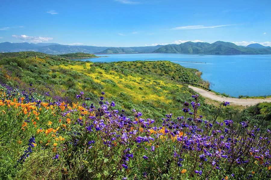 Superbloom Beauty at Diamond Valley Lake Photograph by Lynn Bauer
