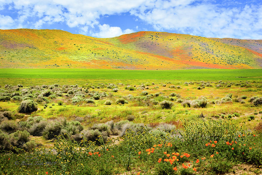 Nature Photograph - Superbloom Hills of Antelope Valley by Brian Tada