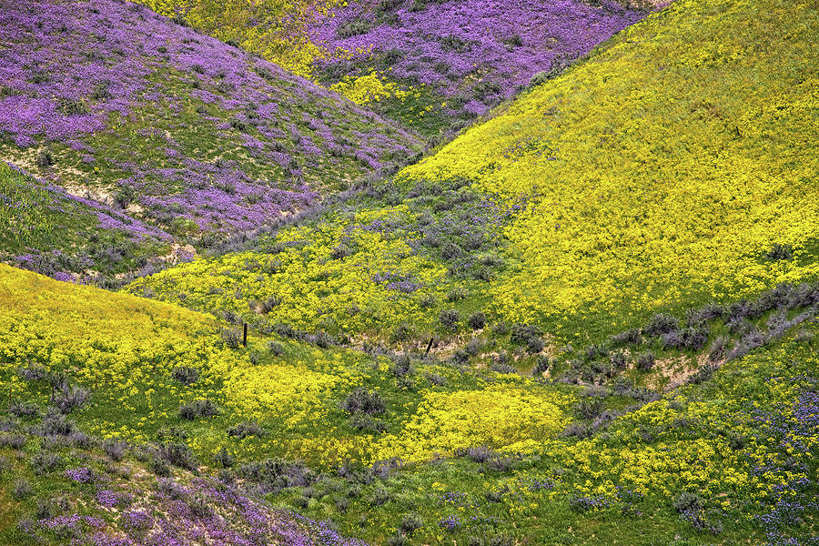 Superbloom on the Carrizo 2017  Photograph by Lynn Bauer
