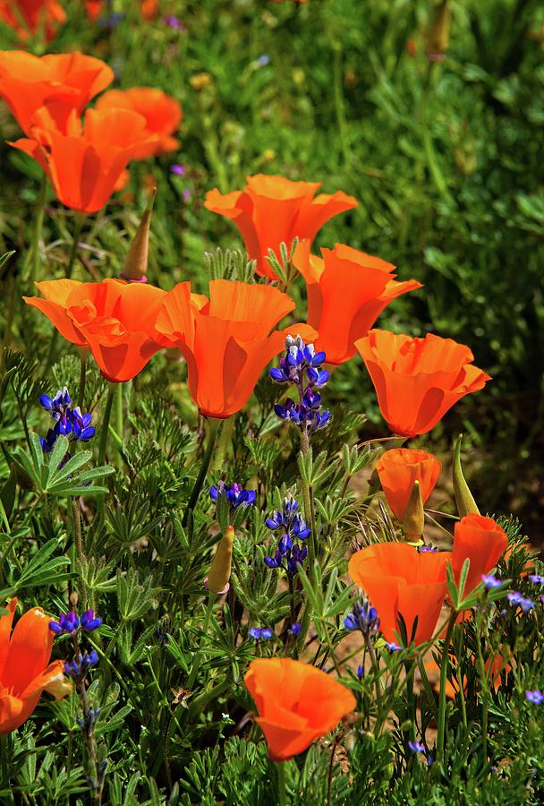 Superbloom Poppies and Pygmy Lupine at the Poppy Reserve Photograph by Lynn Bauer