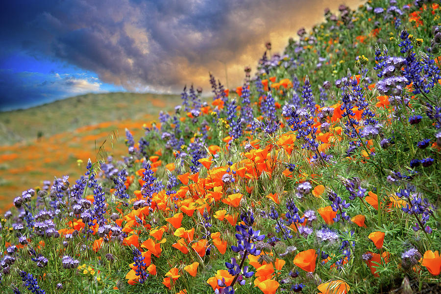Superbloom Wildflower Sunset Photograph by Lynn Bauer