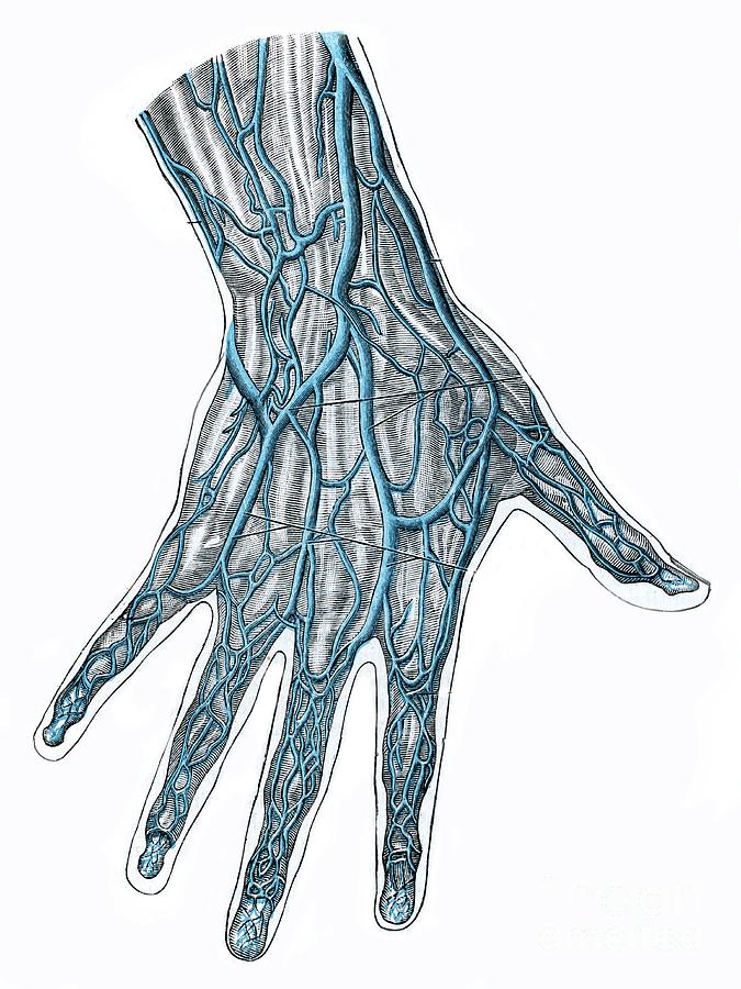 Superficial Veins Of The Hand Photograph by Microscape/science Photo ...