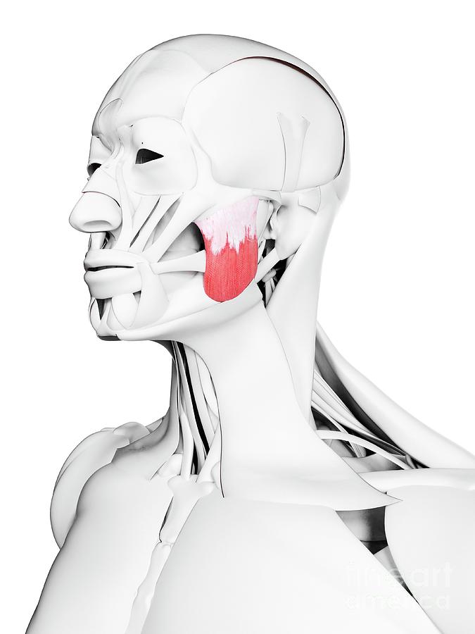 Superior Masseter Muscle Photograph by Sebastian Kaulitzki/science ...